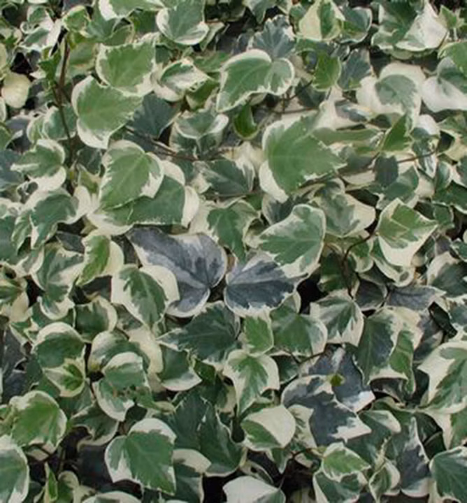 5621fc270b974fa238bb8007f56a0706