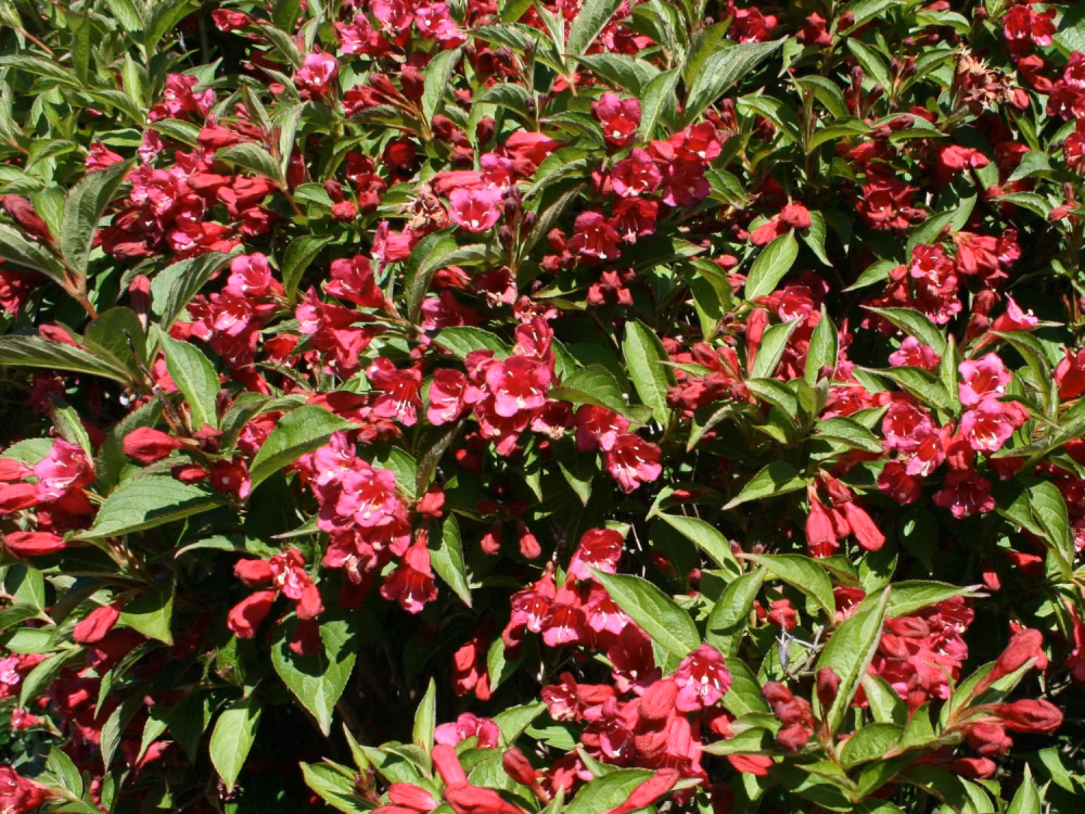 565d50911798b69cbc4f347cbed9611f