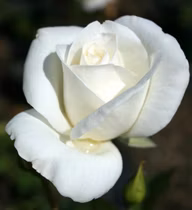 56672f9c31fe7886661543009d93749f