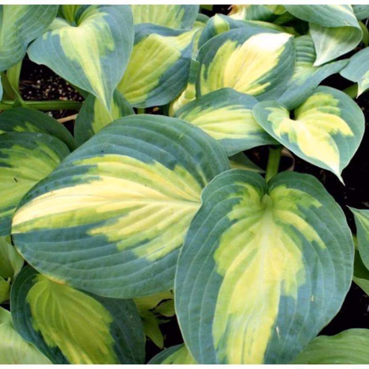 56815103ff8be9374de2fc2de930e1ff