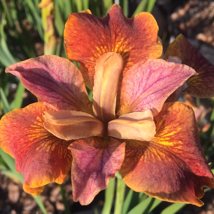 56f5d6d4907d2ce13c78dde3da86738f