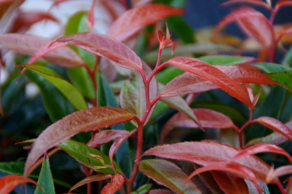 56f9ff5fda3b2e446fe9a82df7699845