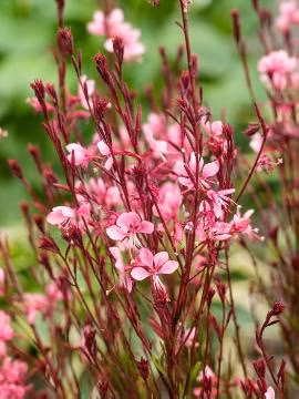 57259d33b5b559dc351a6f132a52e591