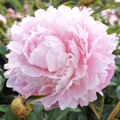 572d4f13c108e233d5fb5cd90b68b752