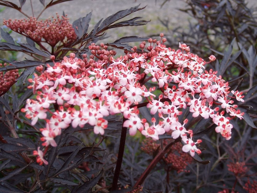 574d43a2a58baf4f46dd4e7fd4c091f7