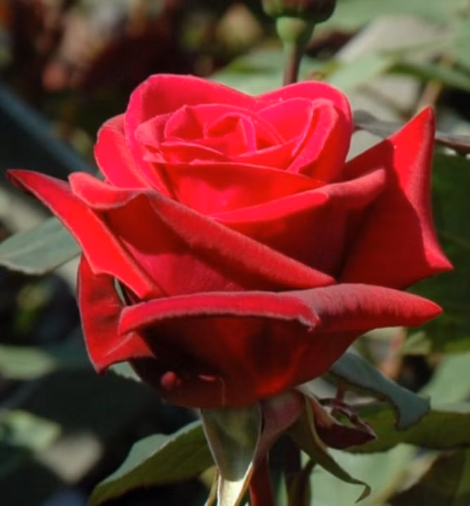 577d15704ed428499e8e5a331eeff227