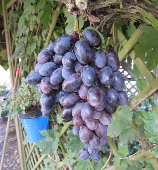 577ef49ed1892058e59f017e9a3fd00c