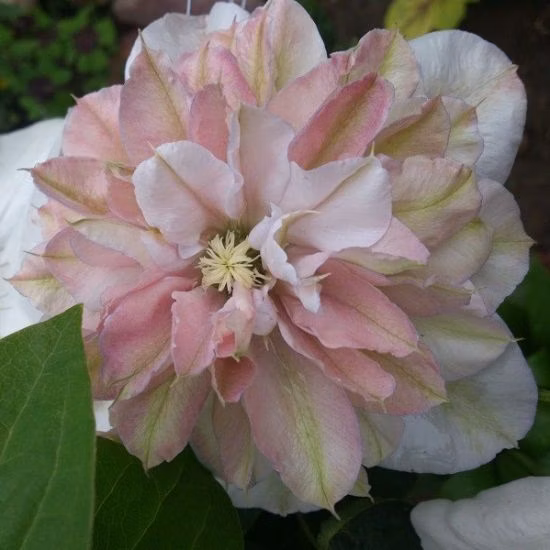 5798e035453bf634a98e0f5c9f511b7f