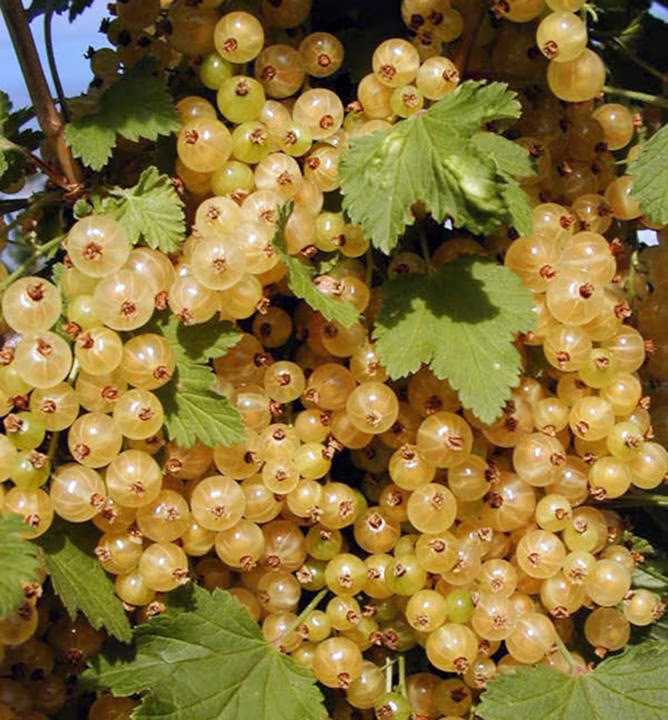 57a91ccfa9ca5c04b2efb6a1c35208bf