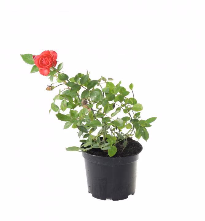 57cef12f5895f357e685298864d2f9a8