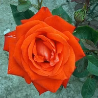 5819470f9586620d522936d7db9f971a
