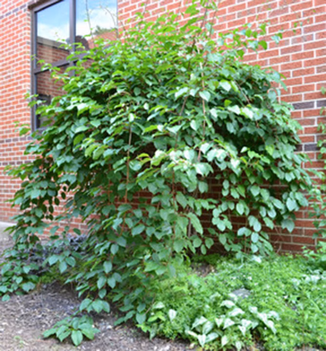 583295e294c00965748a6988541c62f8