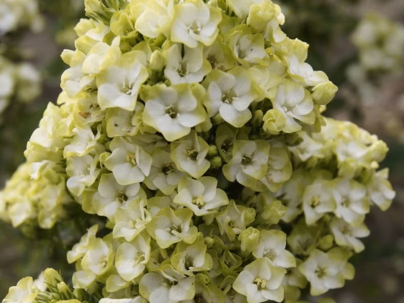 58d0e6c5015113e5cef945fa2c4ab044