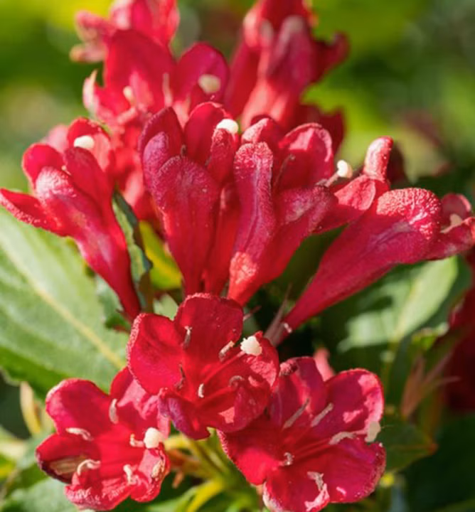 592358d980c2c2dbf76ab2543cf163d5