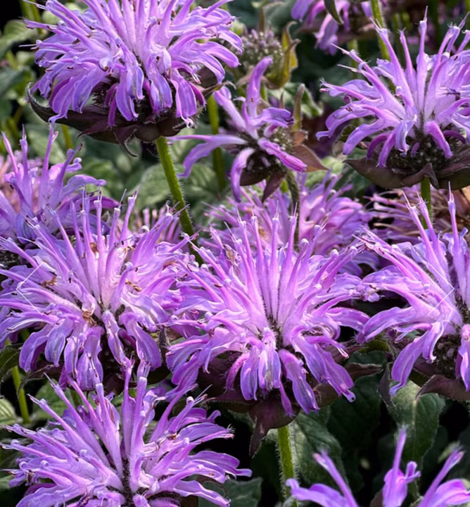 5934c3c037788adadd65483d676505c0