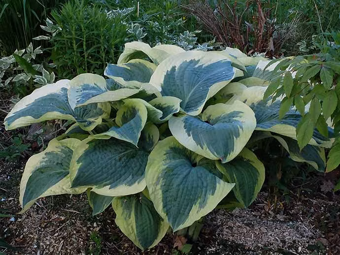 594f66ea7ee2096b53fa4003a3900fdf