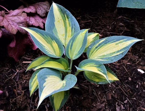 596edc806ae84d509e7249737714722f