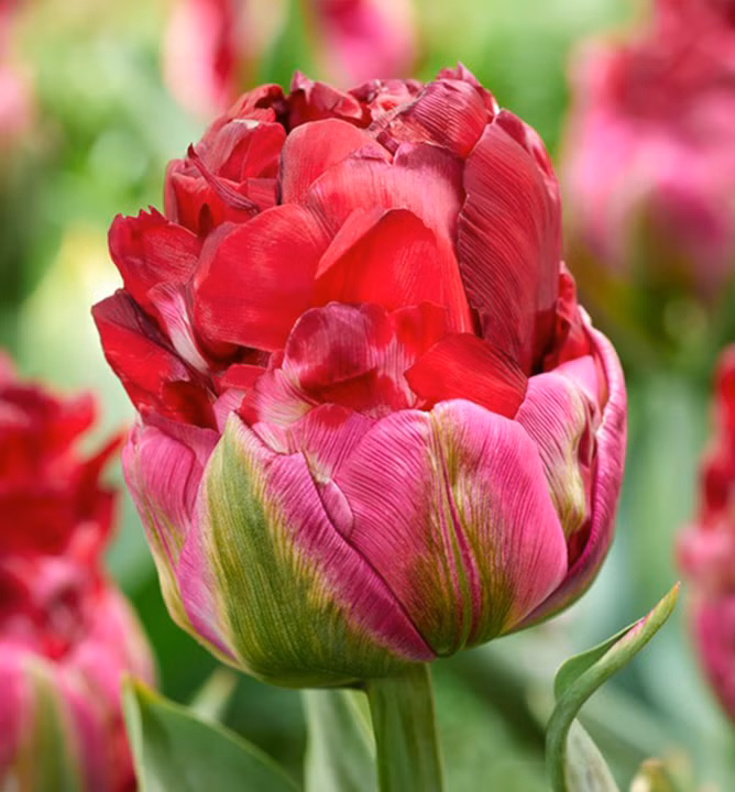 596fd46f46823bc249b4934efd0041ce