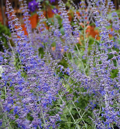 59a018f337ef07cbde46b5b2bb89c160