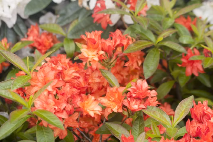 59b15183953081ed73f0cf7747893177