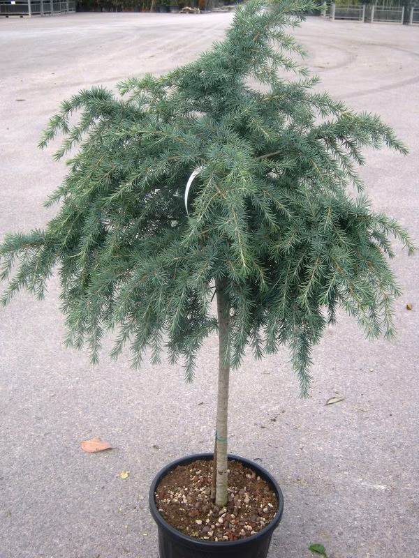 59b9ca12a2695654626d725e45fb9ad5