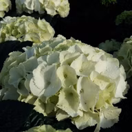 59c7269075e8a3987d2a7592ecbf1717