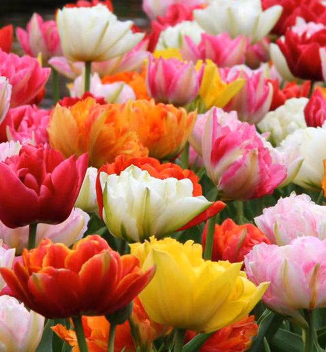 5a2bc453eef4dec02249d8fd8e830278