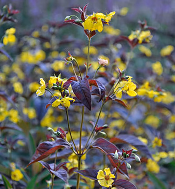 5a45d709e8f5c4553bac601efc18f6d1