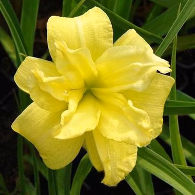 5a64cae01959381a2b4ed556ae963a40