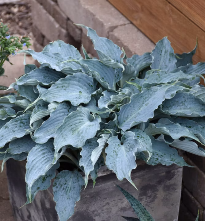 5a8fe0b05fc1a9dba238d776482caaad