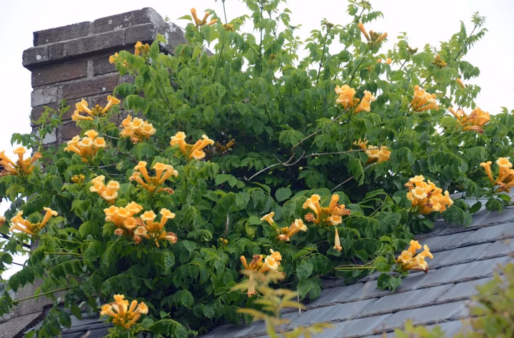 5a914ea196dd1bbfeff779811be5587c