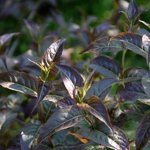 5a988cf49102f6d8742b2b758681df40