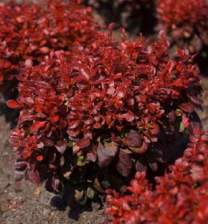 5a9c50b21213523049cad18a0b90c460