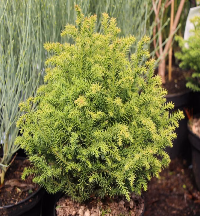 5aac04b0ca9270dfb46b17780578726e