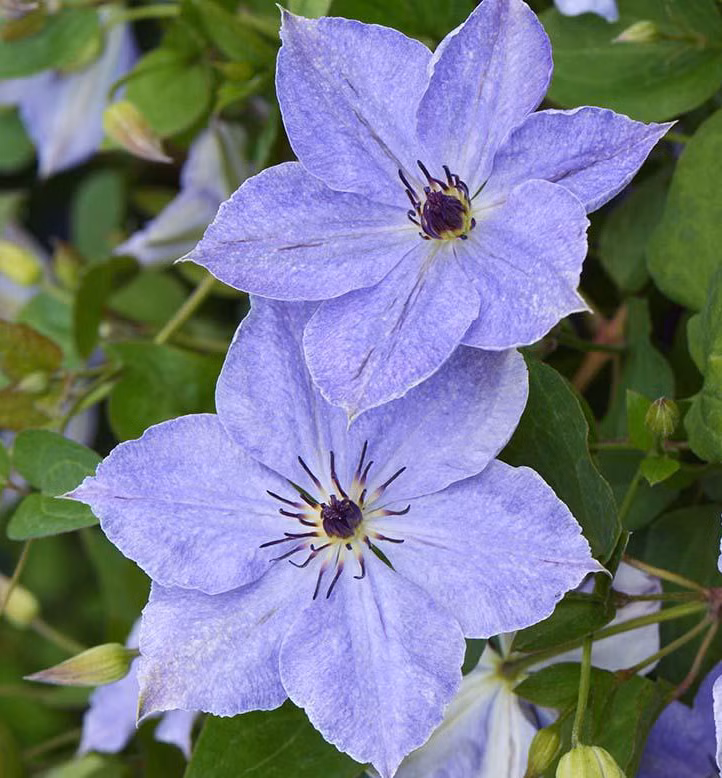 5ae3f809cfe87004016880cb193a2c65