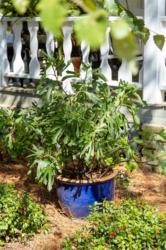 5aece3861e7daea3a38d9e995d112e2e