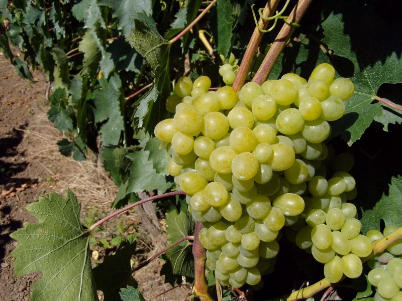 5af08db7dddefb574fa817e684b6ec2e