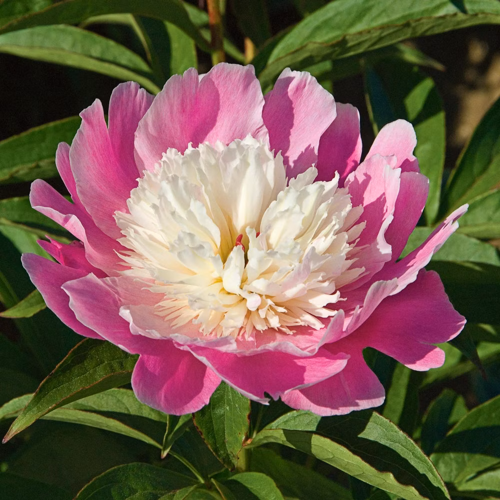 5af5d4b2df54d75e26574d232993e3ca