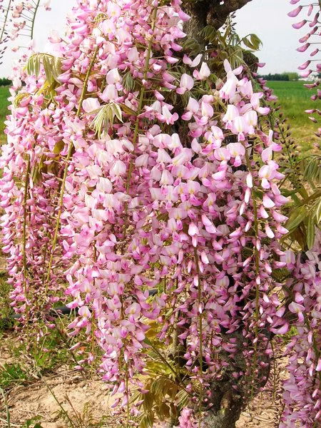 5afc2db477b79a1c9cf76d0f60666f7b