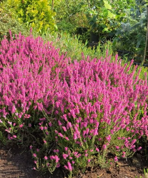 5b16e8268f7628d270175fc46bfb1ef5