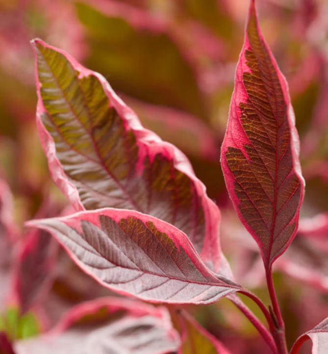 5b41ef39a7148b59e5b40bed28c48807