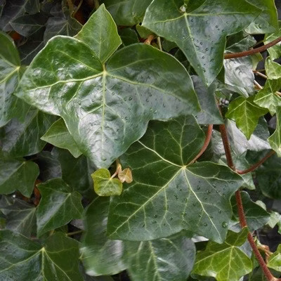 5b4abfab6ab962f9a315103f2ccce1a4