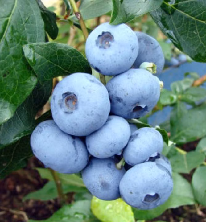 5b58912ed63c5432bf343ca63886b98d