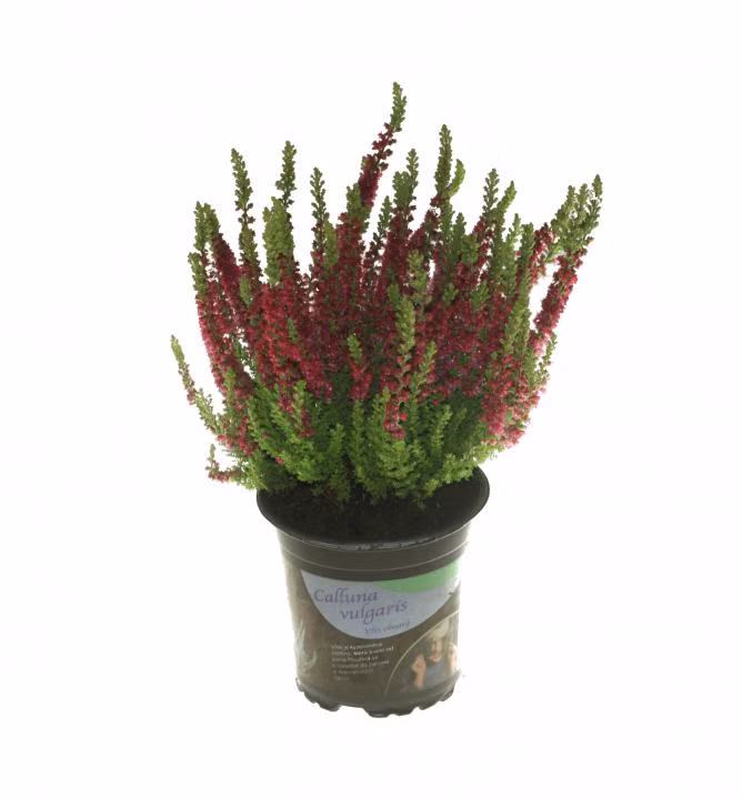 5b80069b0947def23053c1de77c9be5e