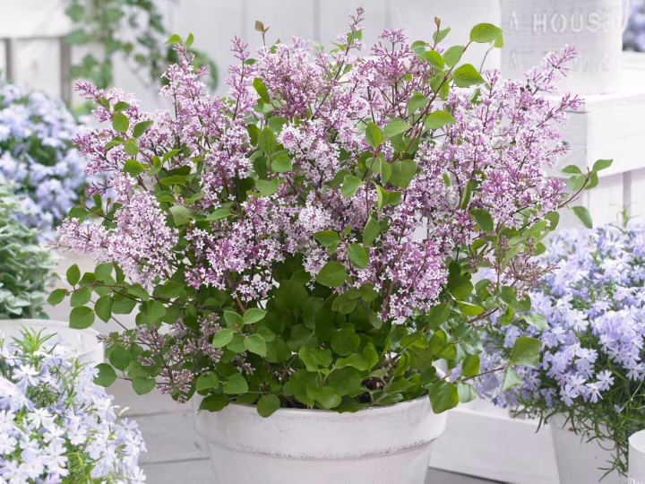 5bc7dc1f03fefc31ba9adb11371cd142