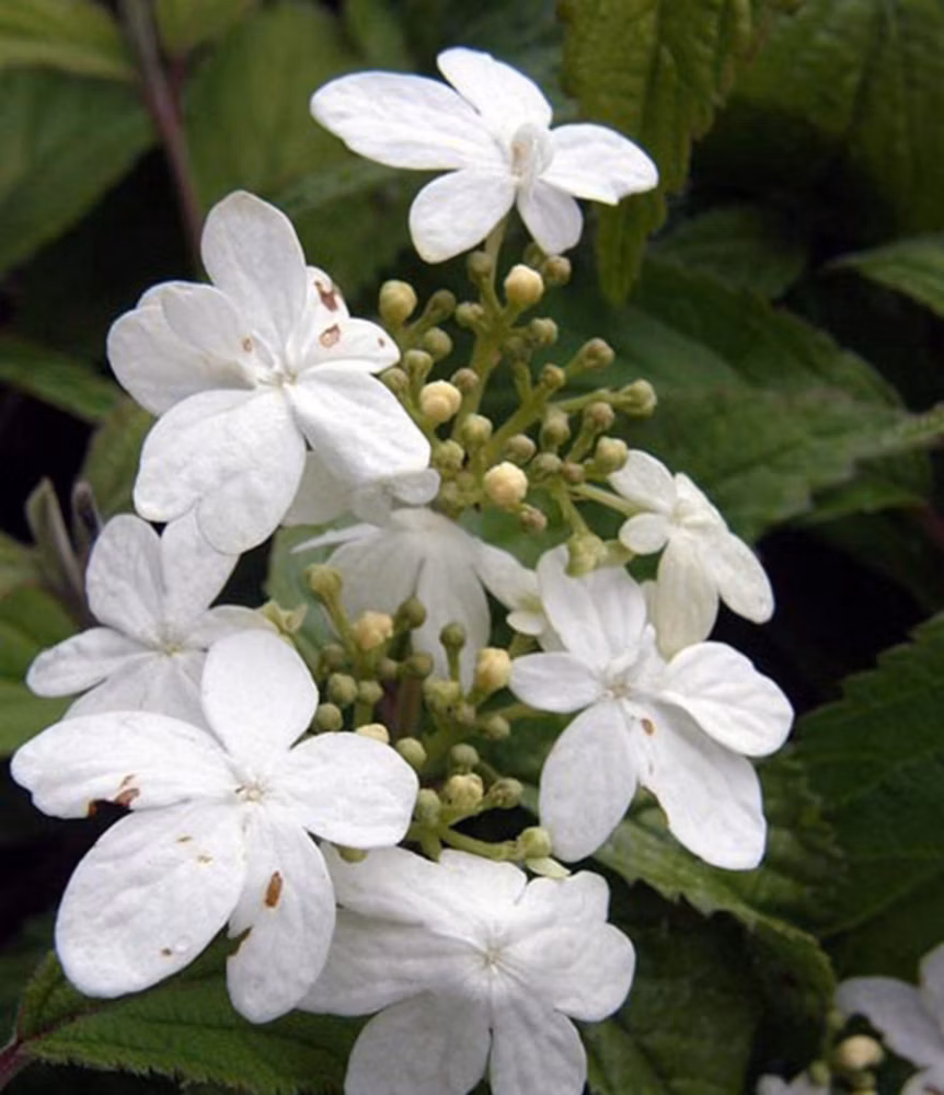 5bd222f6101ff37b9c67100f642f087f