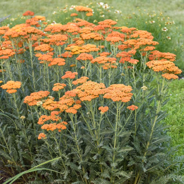 5bd29eabfffada644858ea8fdb94f3b9