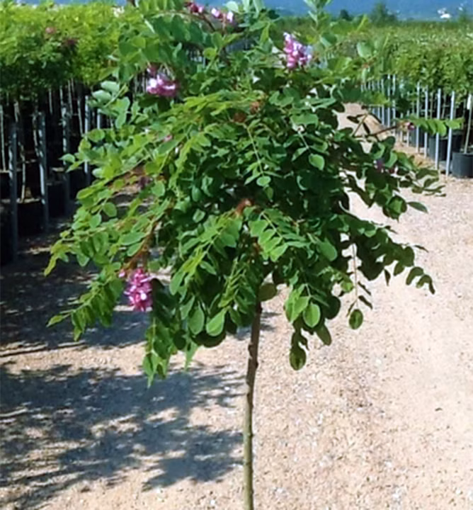 5bf7053396552f7889a058ffa9dfc2d9