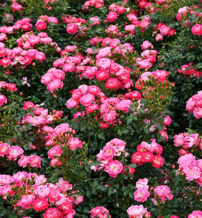 5c48134716fc4c236c462d446d6b59bb