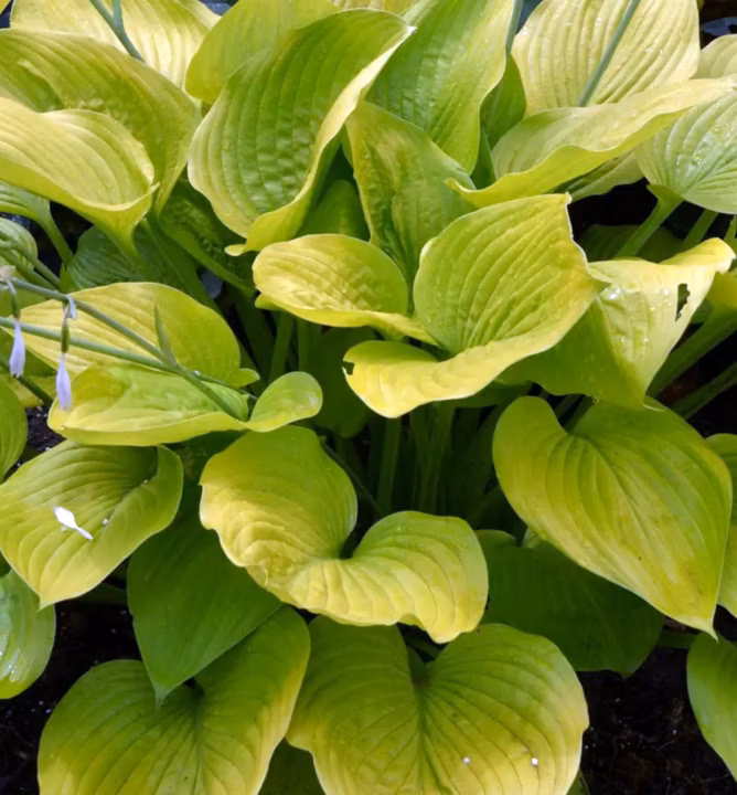 5c896d4fe5babe7f9502532e3052d49f